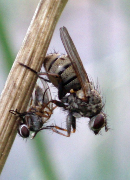 Galleria di insetti predatori e loro prede